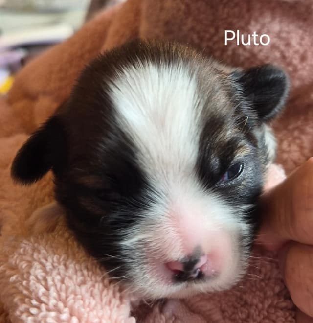 Lhasa Apso Puppies media 6
