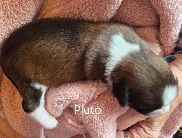 Lhasa Apso Puppies media 7