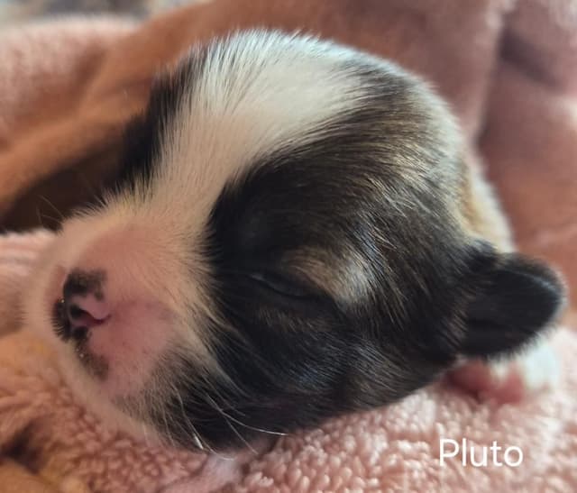 Lhasa Apso Puppies media 8