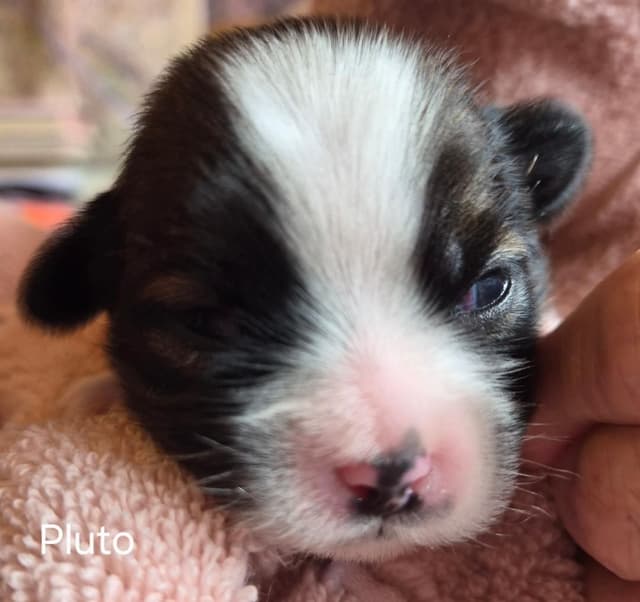 Lhasa Apso Puppies media 9