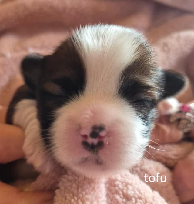 Lhasa Apso Puppies media 10