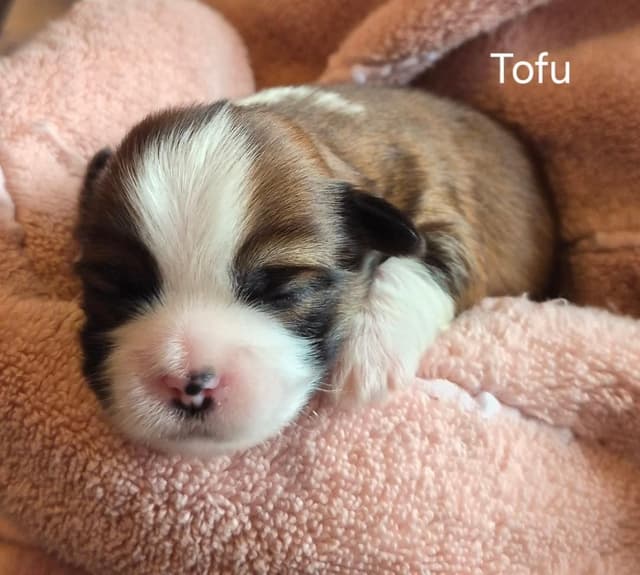 Lhasa Apso Puppies media 11