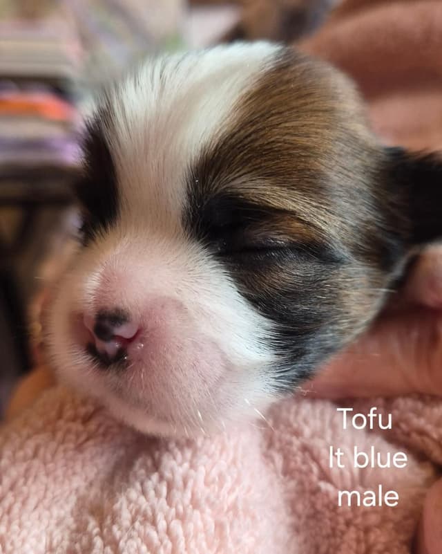 Lhasa Apso Puppies media 12