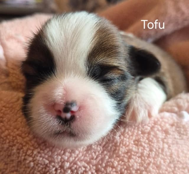 Lhasa Apso Puppies media 13