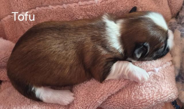 Lhasa Apso Puppies media 14