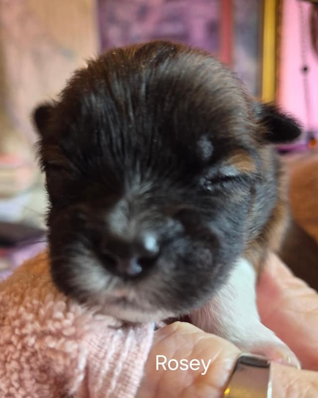 Lhasa Apso Puppies media 15