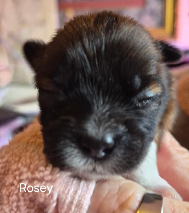 Lhasa Apso Puppies media 16