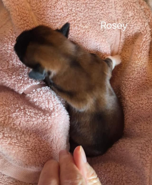 Lhasa Apso Puppies media 17