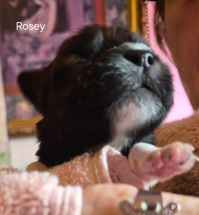 Lhasa Apso Puppies media 18