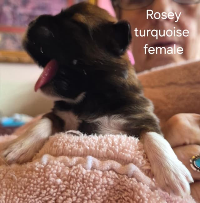 Lhasa Apso Puppies media 19