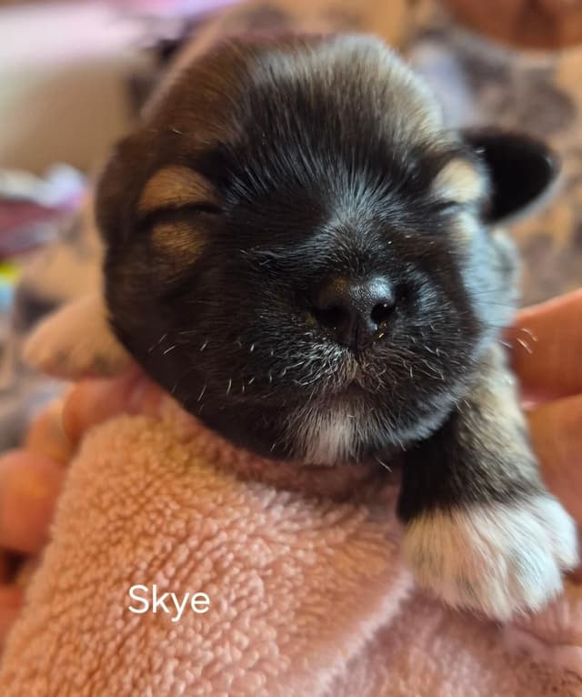 Lhasa Apso Puppies media 20