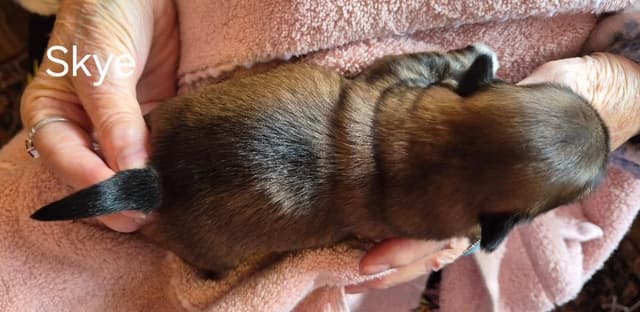 Lhasa Apso Puppies media 22