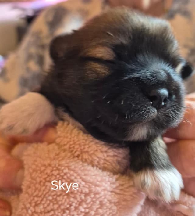 Lhasa Apso Puppies media 23