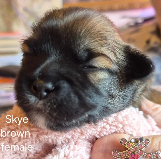 Lhasa Apso Puppies media 24