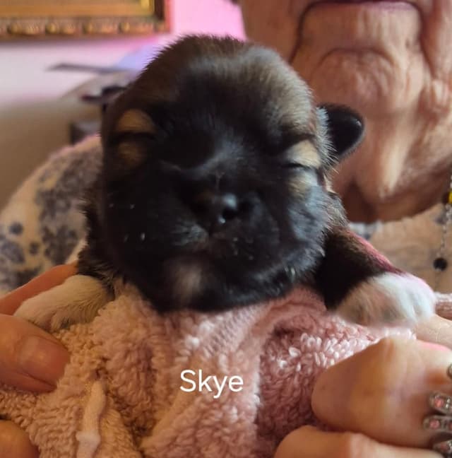 Lhasa Apso Puppies media 25