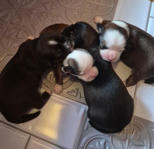 Lhasa Apso Puppies media 2