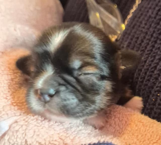 Lhasa Apso Puppies media 5