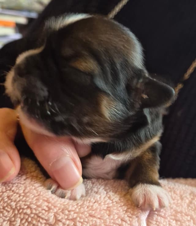 Lhasa Apso Puppies media 6