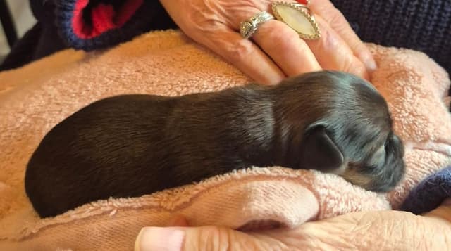 Lhasa Apso Puppies media 8