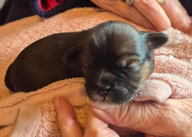 Lhasa Apso Puppies media 9