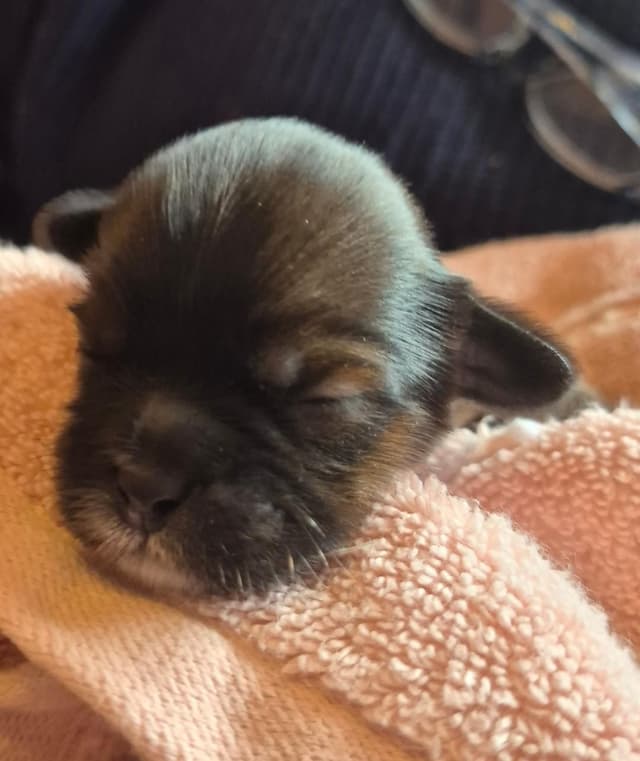 Lhasa Apso Puppies media 10