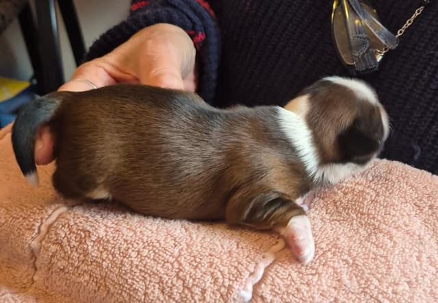 Lhasa Apso Puppies media 13