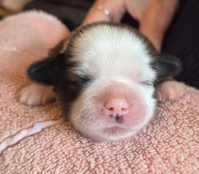 Lhasa Apso Puppies media 12