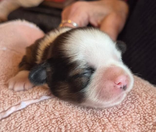 Lhasa Apso Puppies media 14