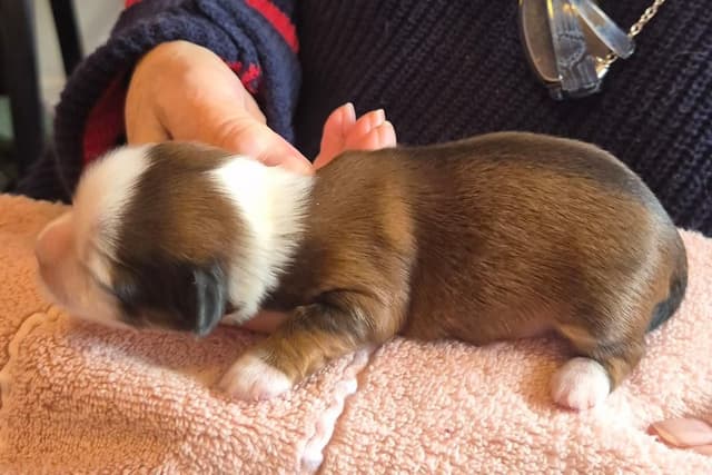 Lhasa Apso Puppies media 15