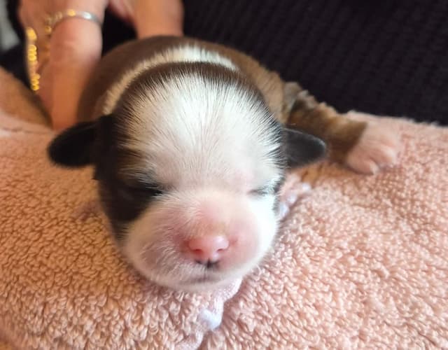 Lhasa Apso Puppies media 16