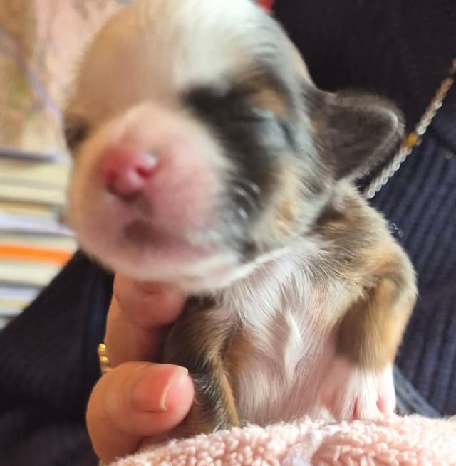 Lhasa Apso Puppies media 21