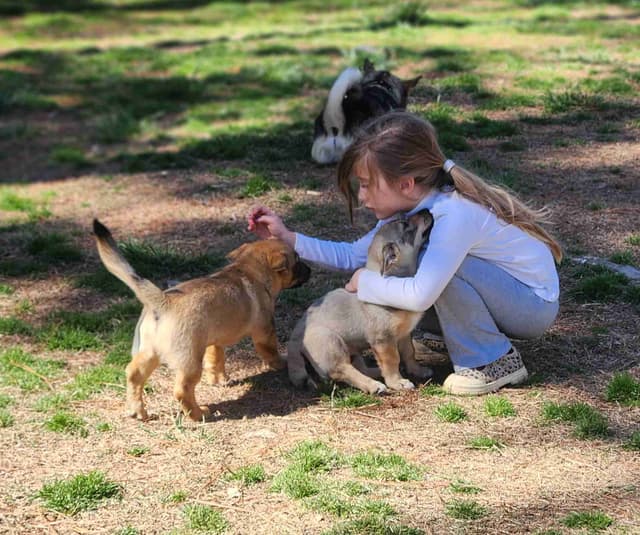 Swedish Vallhund Puppies media 3