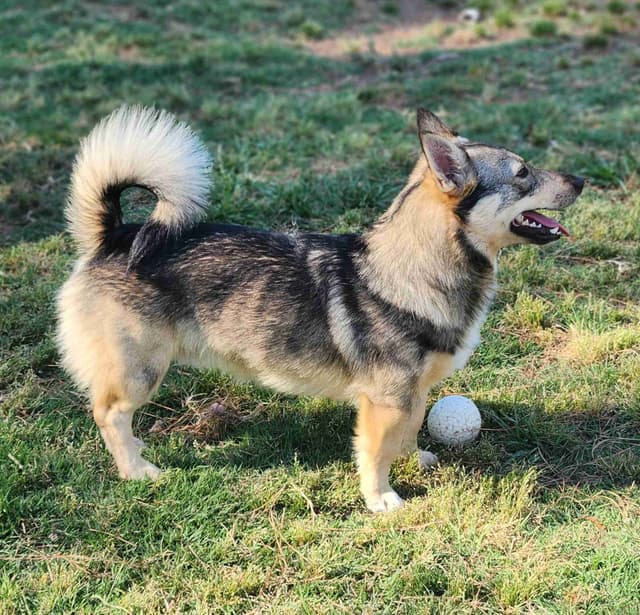Swedish Vallhund Puppies media 2