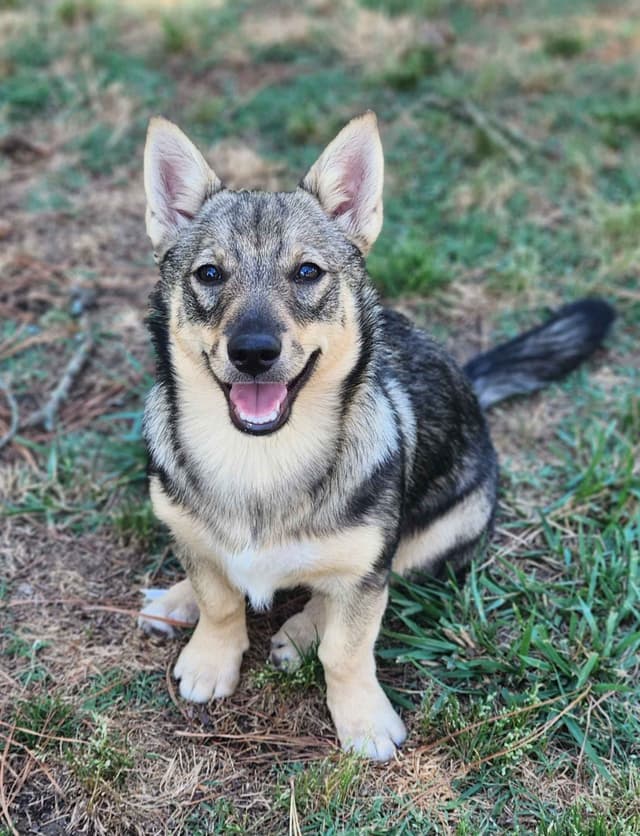 Swedish Vallhund Puppies media 4