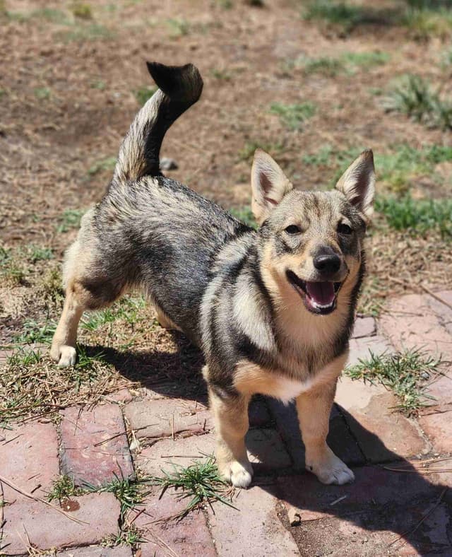 Swedish Vallhund Puppies media 5