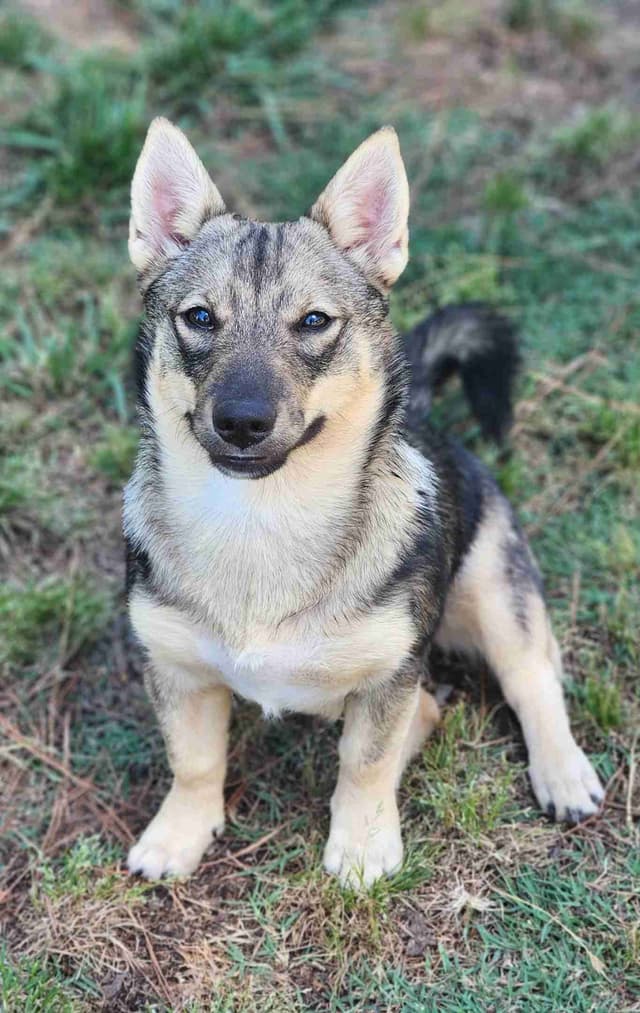 Swedish Vallhund Puppies media 6