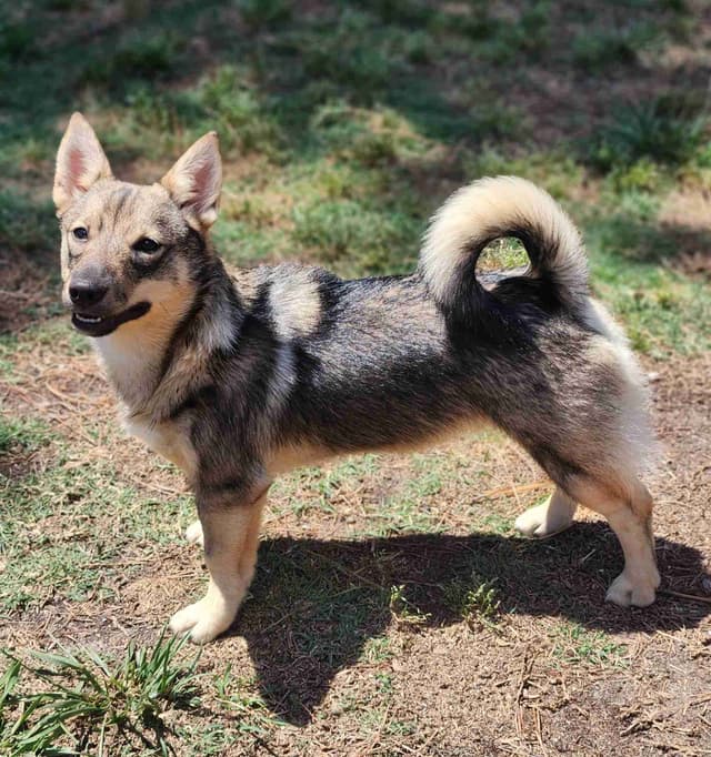 Swedish Vallhund Puppies media 7
