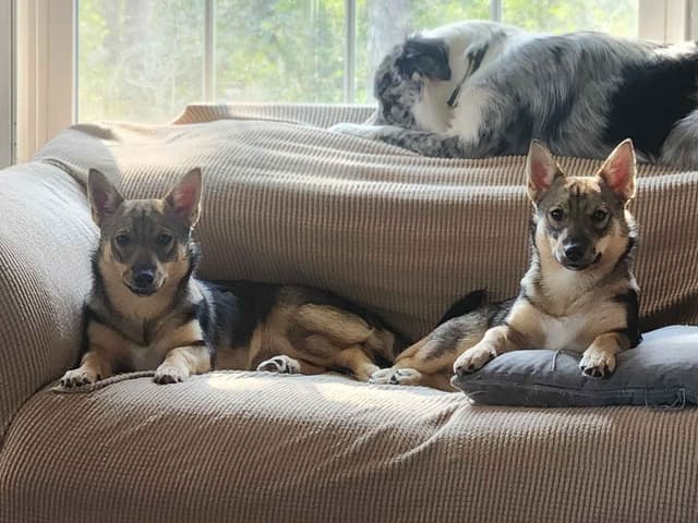 Swedish Vallhund Puppies media 8