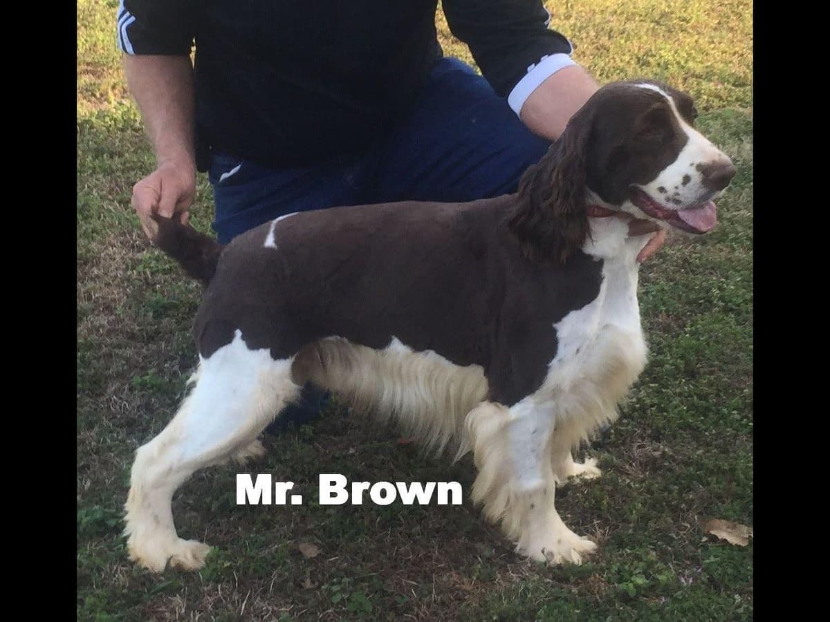English Springer Spaniel Puppies breeder image 1