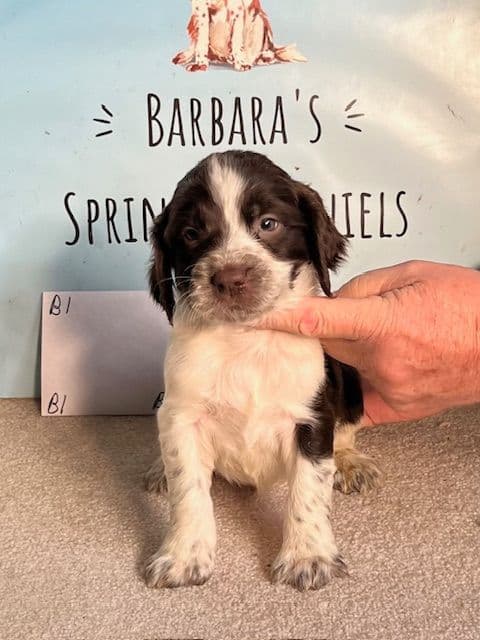English Springer Spaniel Puppies breeder image 3