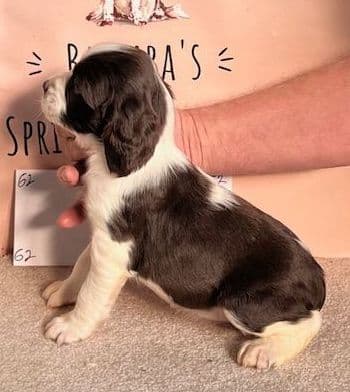 English Springer Spaniel Puppies breeder image 2