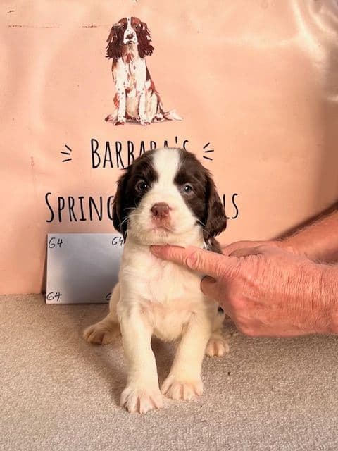 English Springer Spaniel Puppies breeder image 5