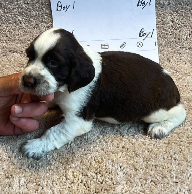 English Springer Spaniel Puppies media 2