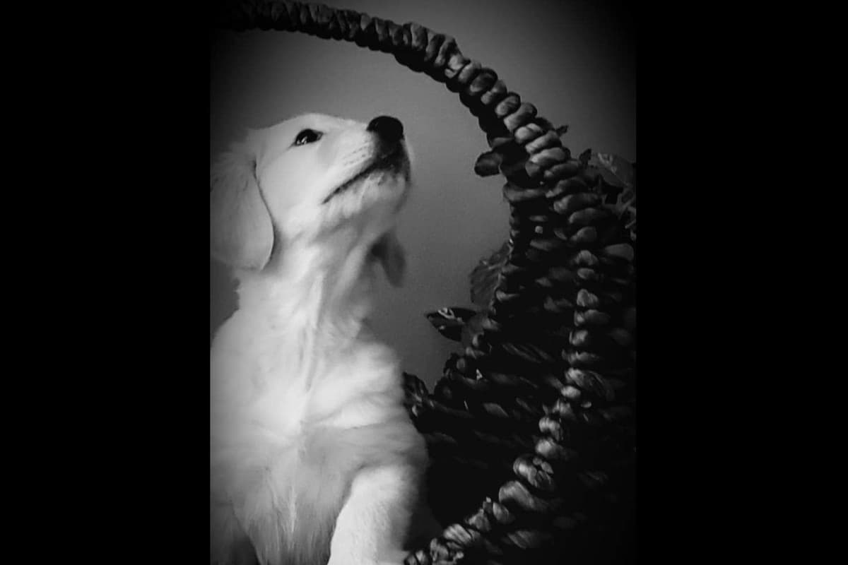Golden Retriever Puppies breeder image 1