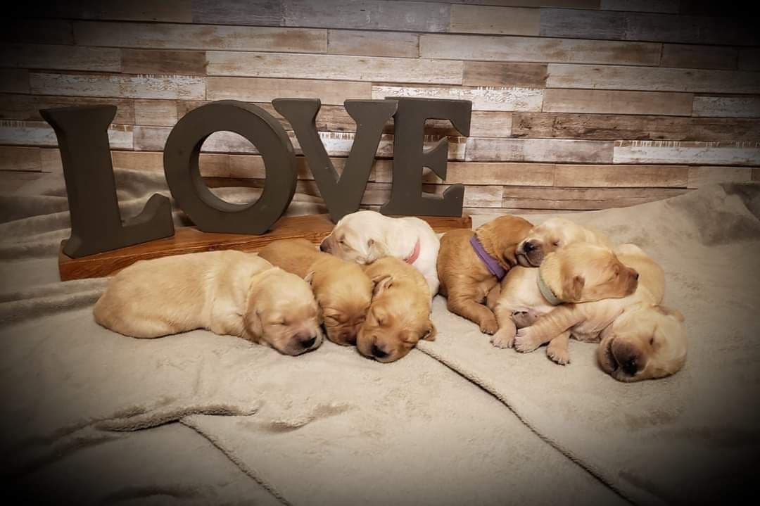 Golden Retriever Puppies breeder image 3