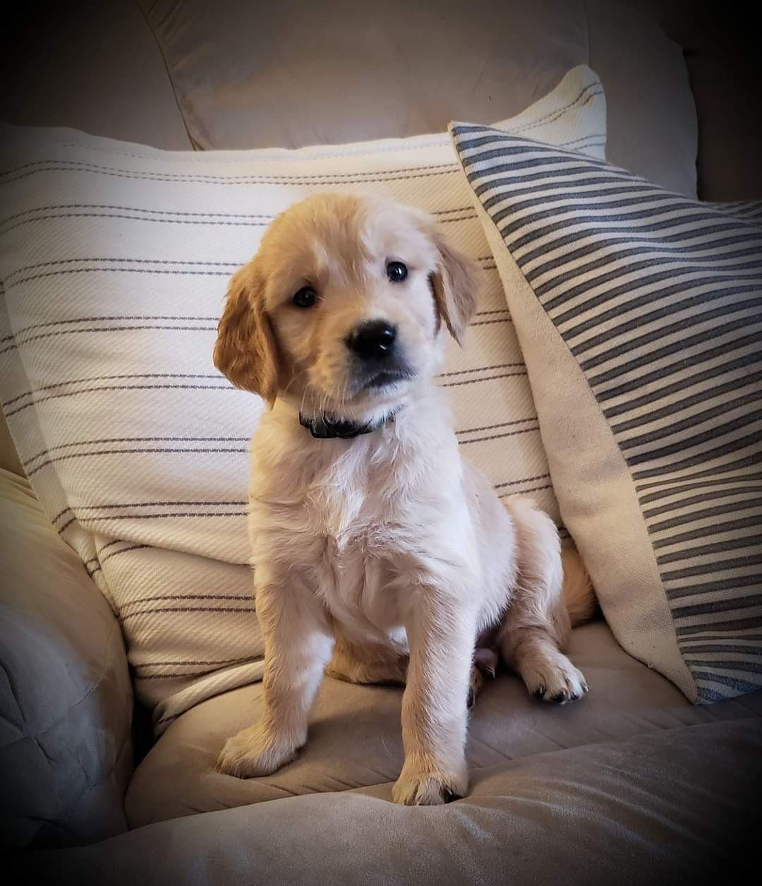 Golden Retriever Puppies breeder image 4