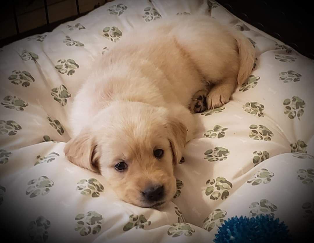 Golden Retriever Puppies breeder image 5