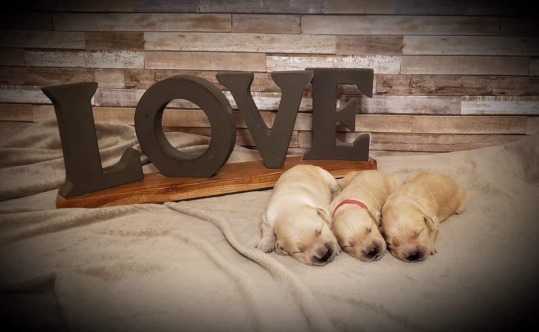Golden Retriever Puppies breeder image 6