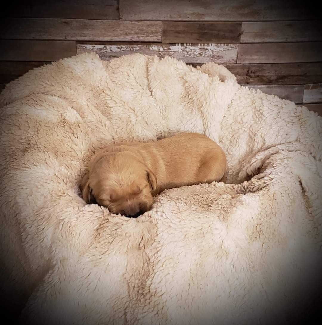 Golden Retriever Puppies breeder image 8