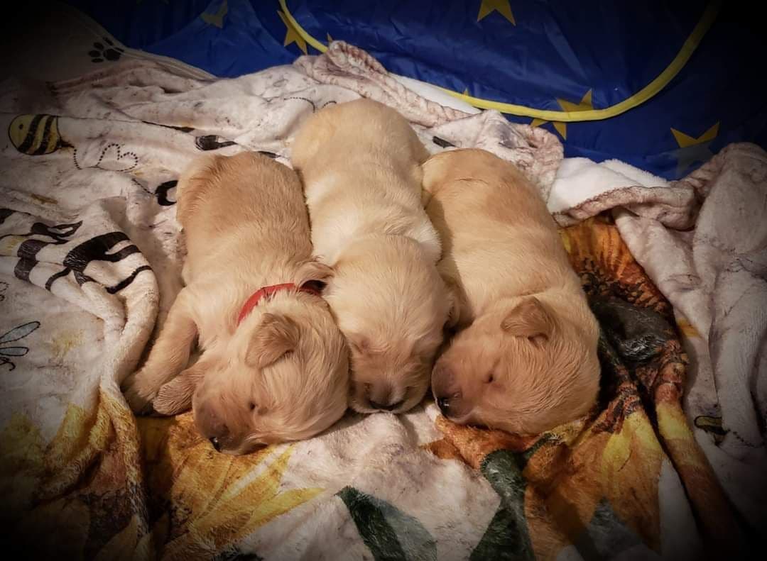 Golden Retriever Puppies breeder image 9